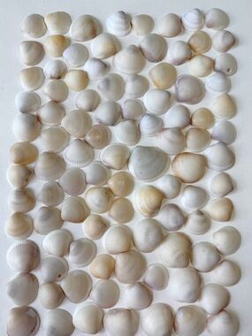 Seashells 100 White Cream Bittersweet Clam Shells 1” to 1-5/8” Beach Craft Decor